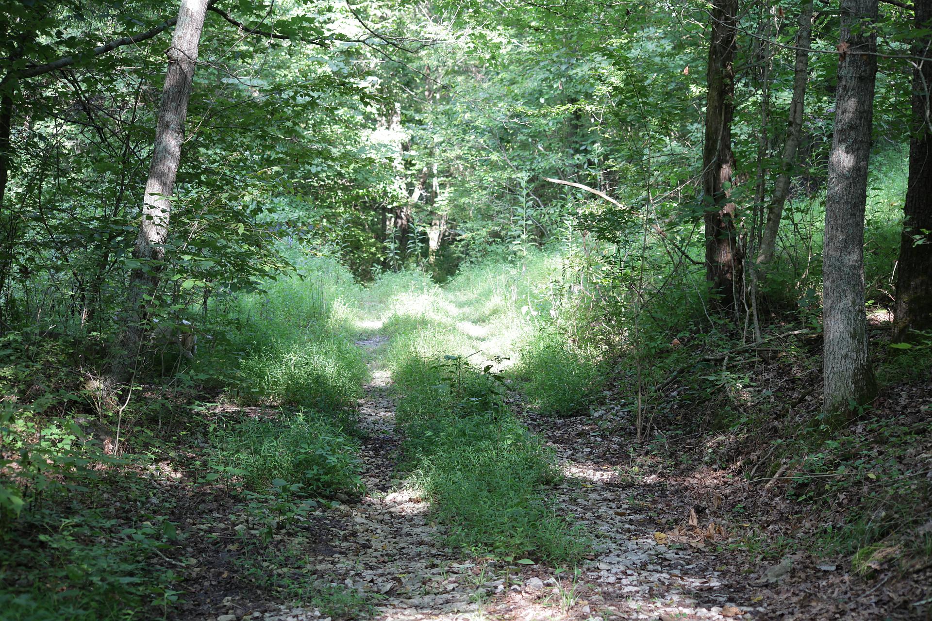 Old road in deep Kentucky forest